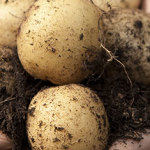 Hidden Garden Permaculture Courses and Workshops